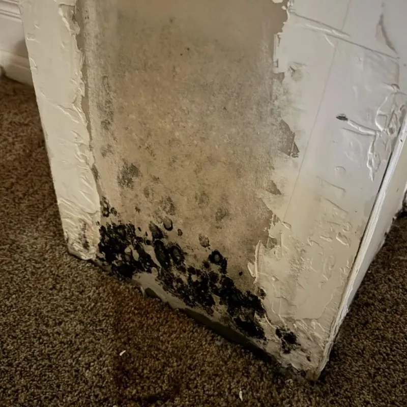 Professional Mold Removal in Rome, WI